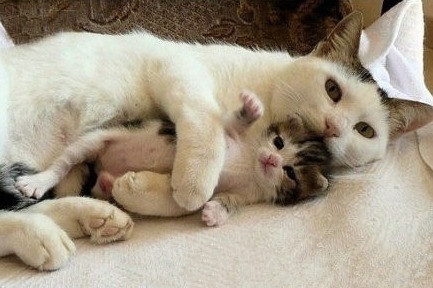 src=http_%2F%2Fimg4.5ichong.com%2F1463988635.jpg&refer=http_%2F%2Fimg4.5ichong.jpg